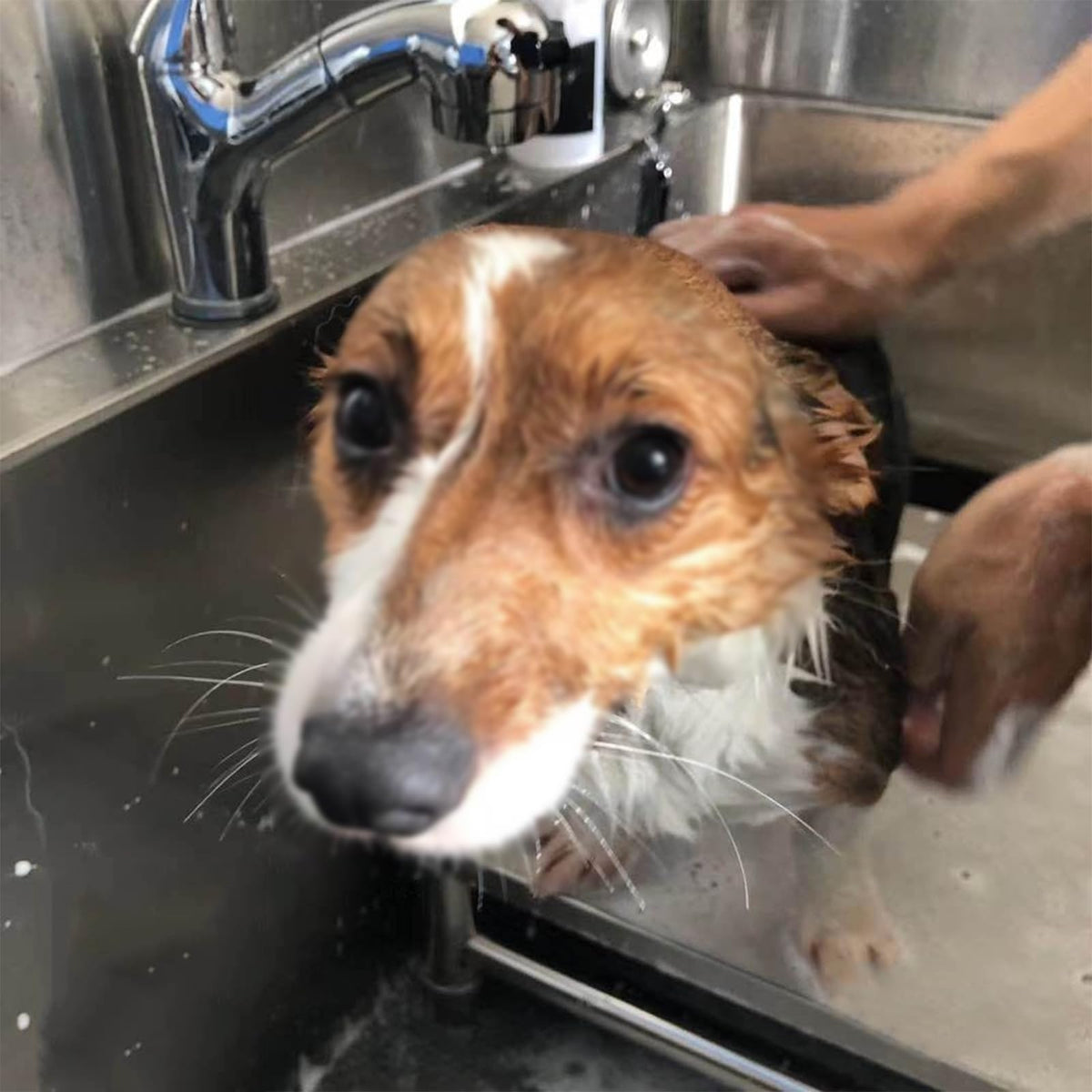 Dog Grooming Tub,Dog Washing Station,Stainless Steel Pet Dog Bathing Station,Professional Pet Dog Bathtub,Pet Wash Station,Washing Sink for Home Right,Dog Tub F,Depth40cm-100 * 60 * 90cm